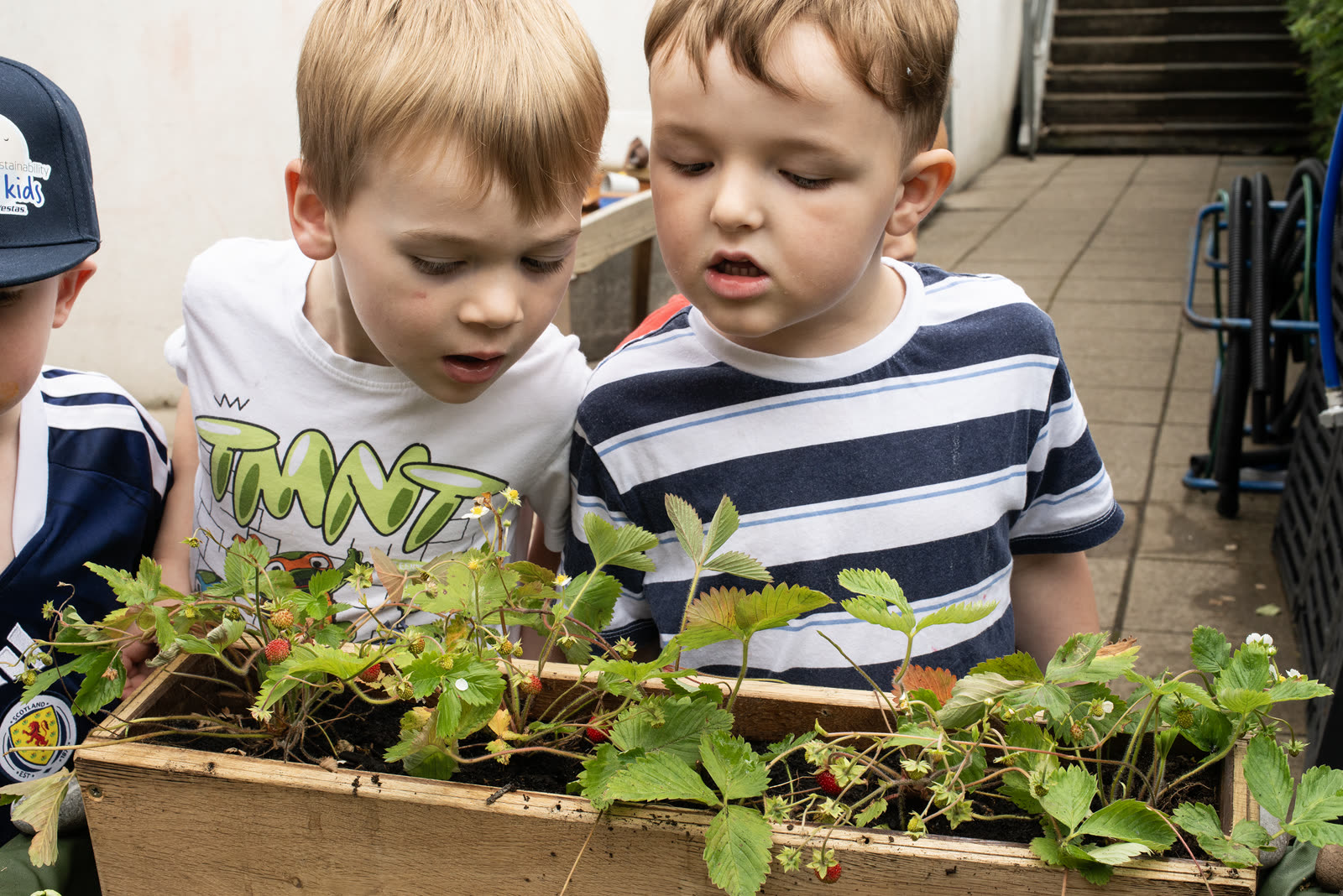 Two children looking closely at strawberry plants in the Pocket Picnic Garden