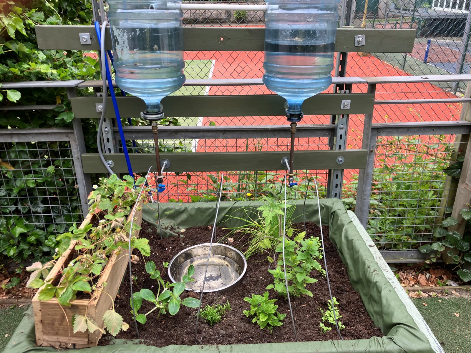 The Pocket Picnic Garden bed with early planting underway
