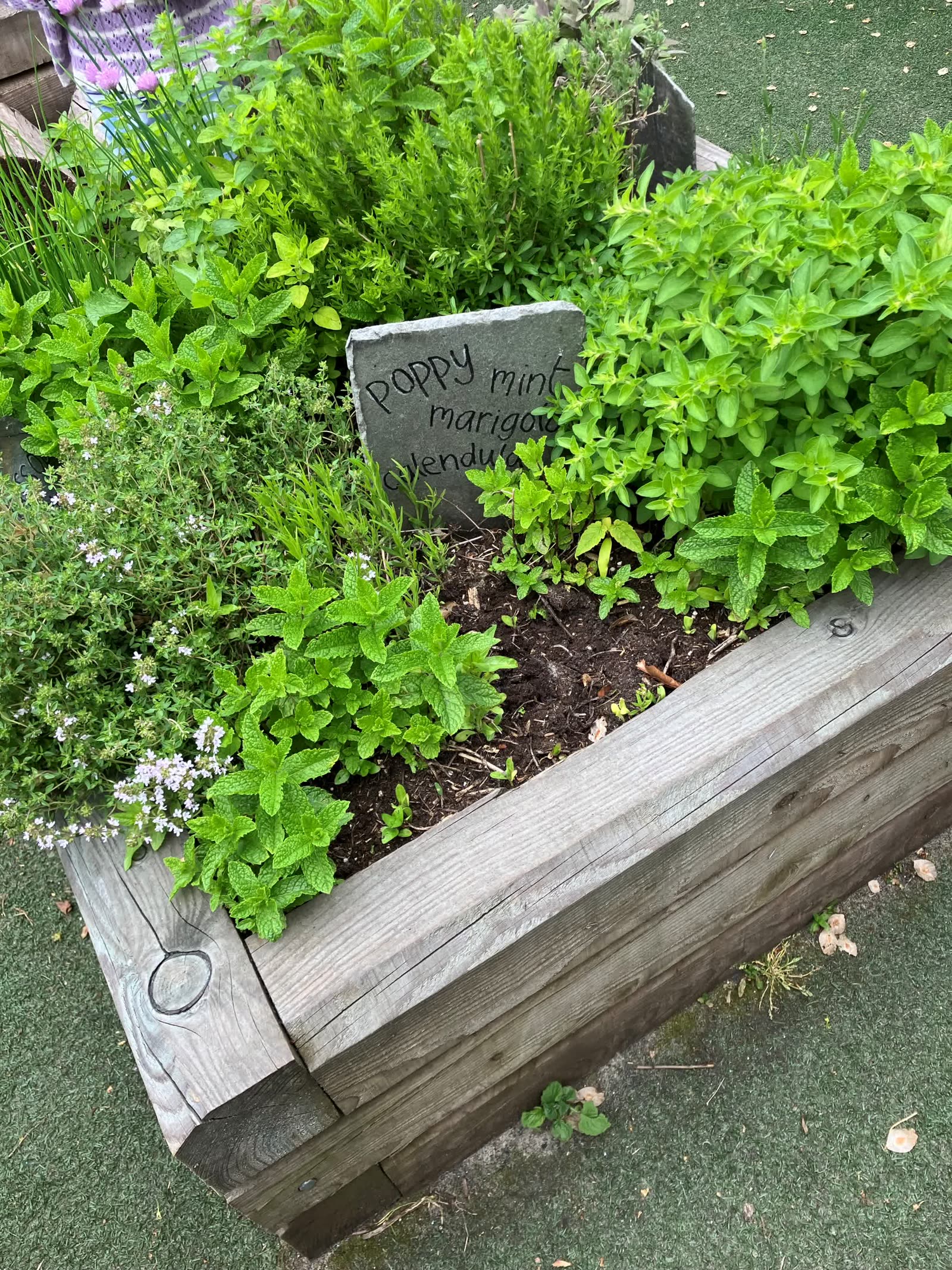 A close-up of herbs growing in the Pocket Picnic Garden