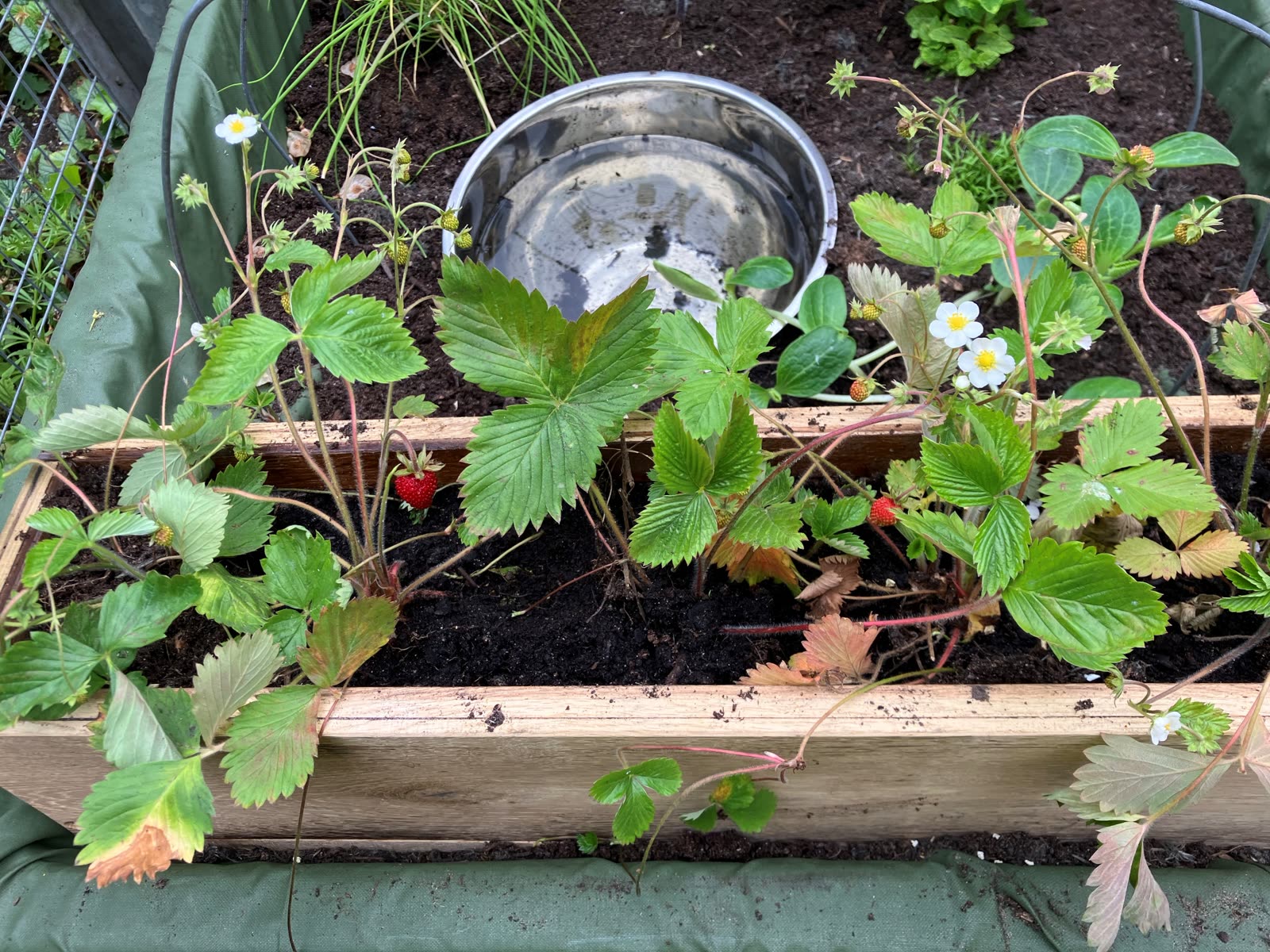 A close-up of strawberry plants in the Pocket Picnic Garden